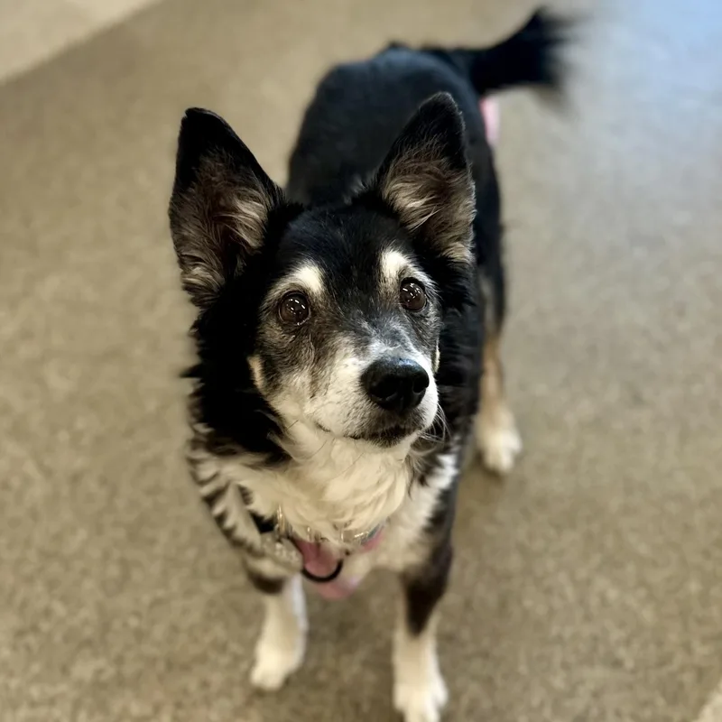 Hugo in Colorado thumbnail 2