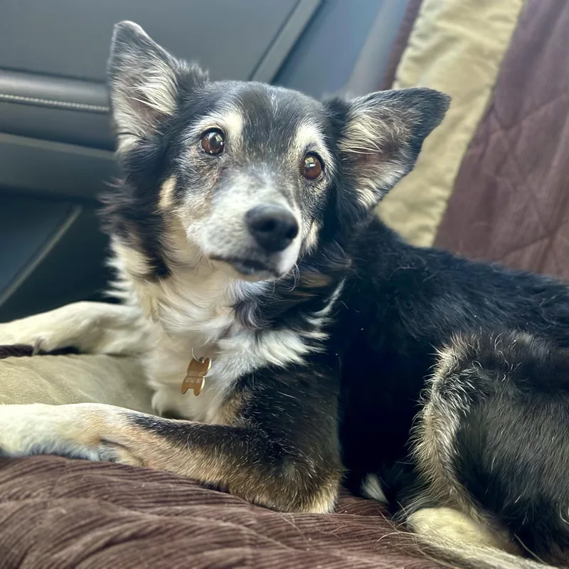 Hugo in Colorado thumbnail 5