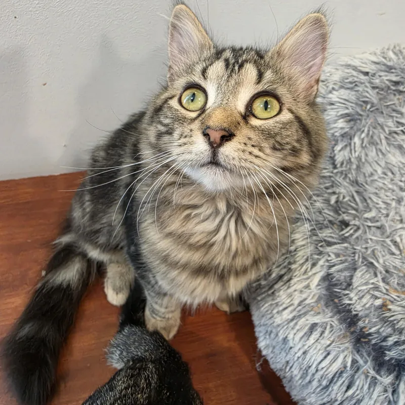 A baby small-sized female Tabby (Brown / Chocolate) Tabby cat named Toby and Tori for adoption in Lawrenceville, GA