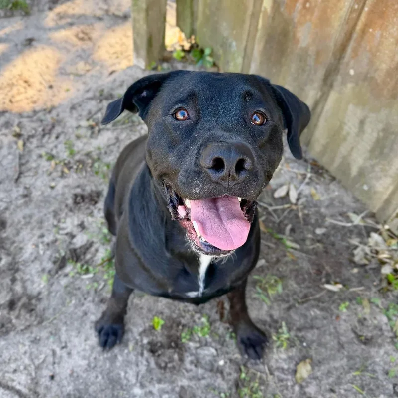 An adult large-sized male Mixed Breed dog named Buddy for adoption in Milton, FL