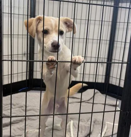 A baby small-sized male Chihuahua dog named Romeo for adoption in Oakland, CA
