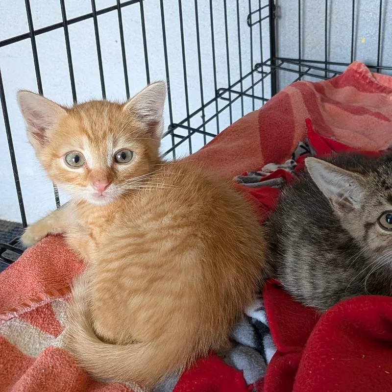 A baby small-sized male Orange / Red Domestic Short Hair cat named Percy for adoption in Fairfax Station, VA