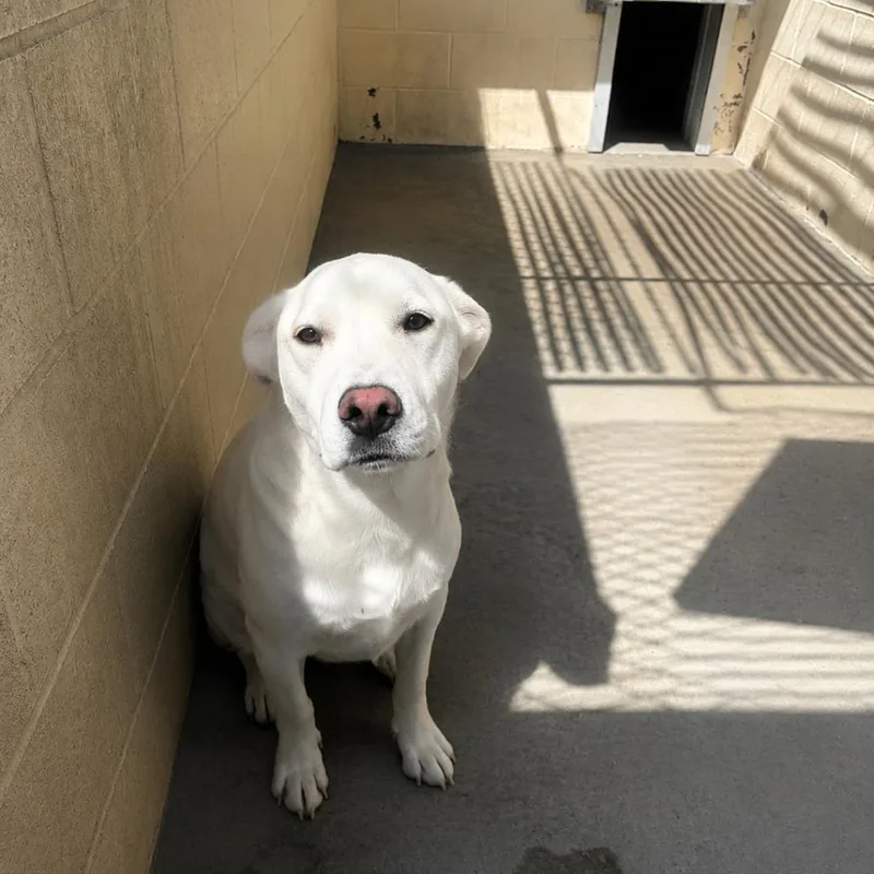 An adult medium-sized male Yellow Labrador Retriever dog named Phil for adoption in Fallon, NV
