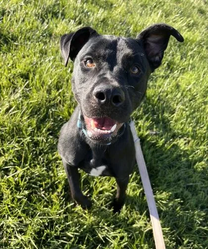 An adult large-sized male Black Mixed Breed dog named Bentley for adoption in Kansas City, MO