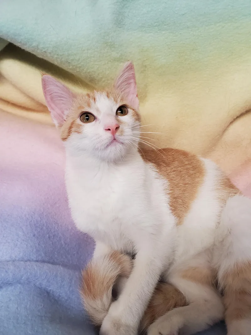 A baby medium-sized female Orange & White Domestic Short Hair cat named Junipurr for adoption in Marseilles, IL