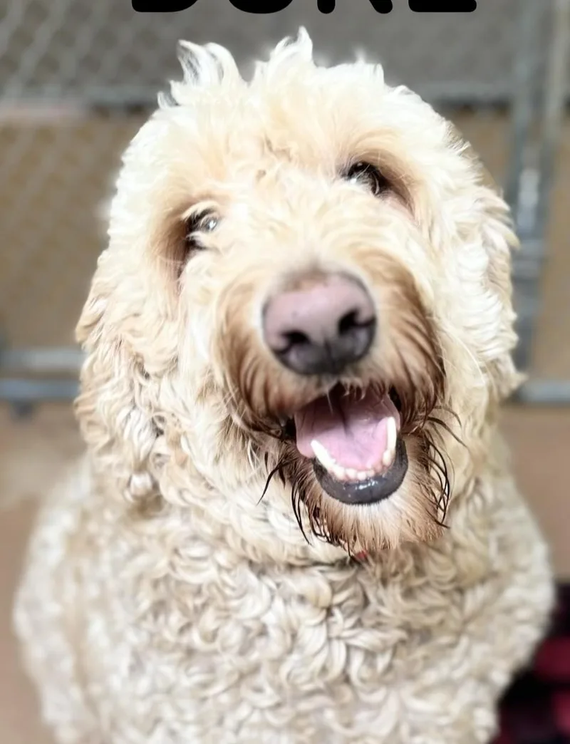 An adult large-sized male Goldendoodle dog named Duke for adoption in Norwalk, CT