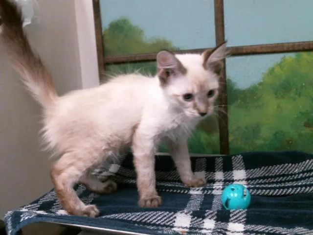 A baby small-sized male Siamese cat named Ritchie for adoption in Houston, TX