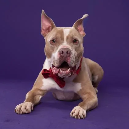 An adult medium-sized male Mixed Breed dog named Cash for adoption in Atlanta, GA