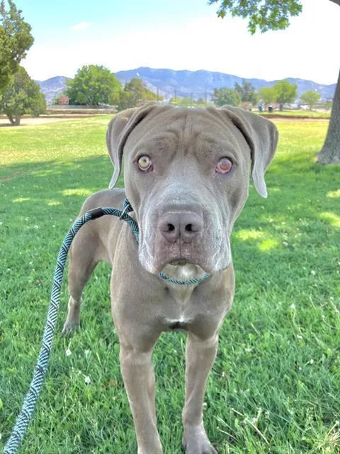 An adult medium-sized male Pit Bull Terrier dog named Randy for adoption in Albuquerque, NM