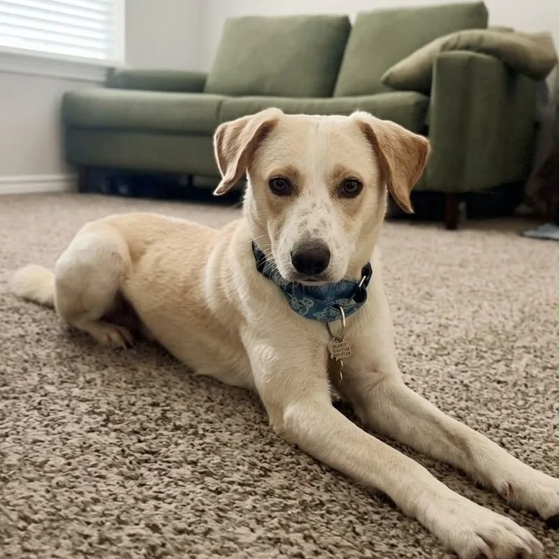 A young medium-sized male Labrador Retriever dog named Biscuit for adoption in Houston, TX