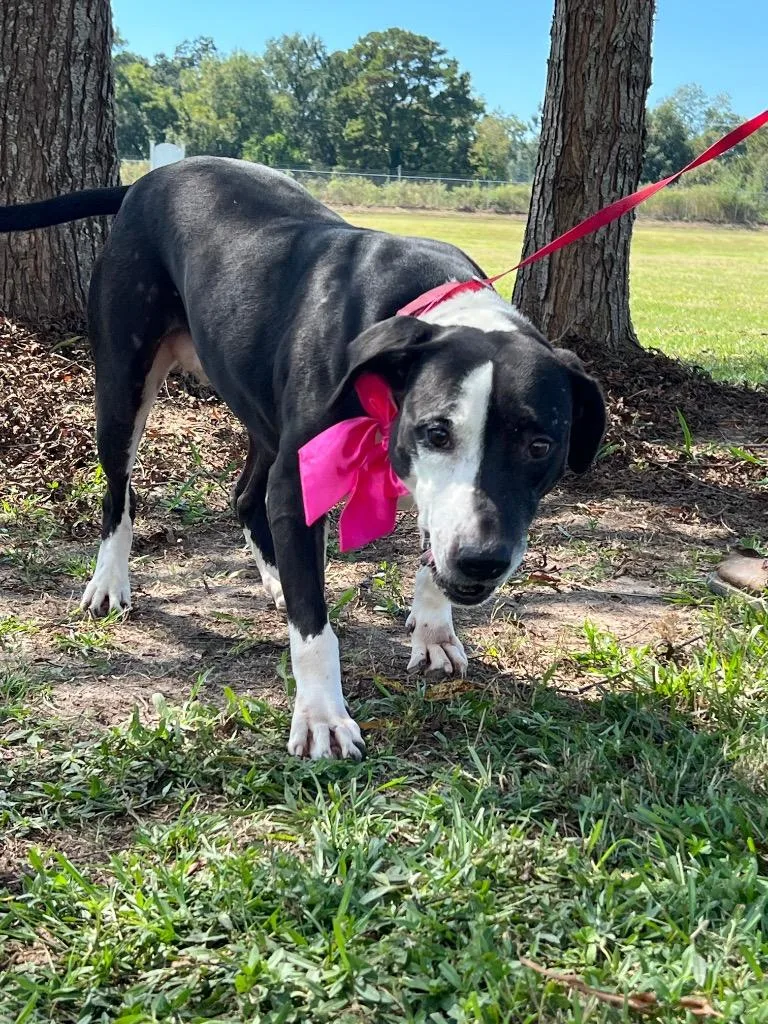 An adult large-sized female Mixed Breed dog named April for adoption in Saint Francisville, LA