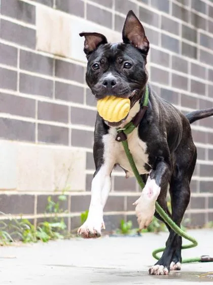 An adult large-sized female Mixed Breed dog named Lunita for adoption in Chamblee, GA