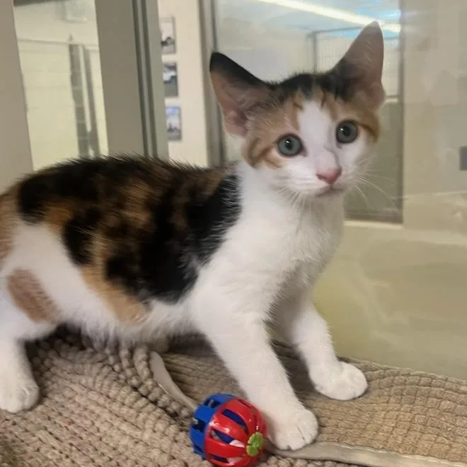 A baby small-sized female Domestic Short Hair cat named Liberty for adoption in Manassas, VA