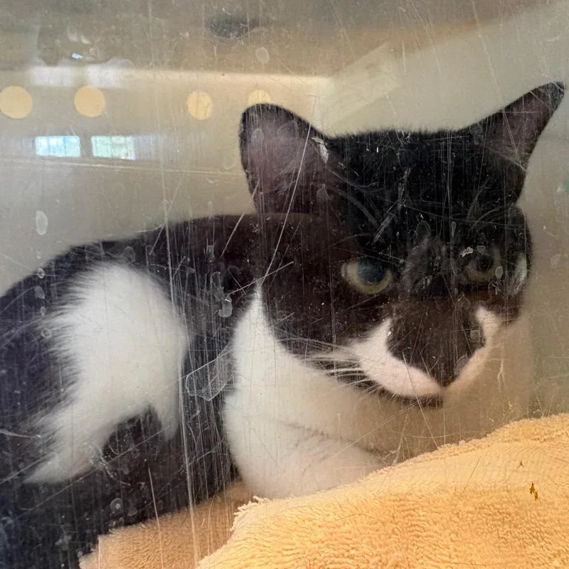 An adult large-sized male Black Domestic Short Hair cat named Mochi for adoption in Pasadena, CA