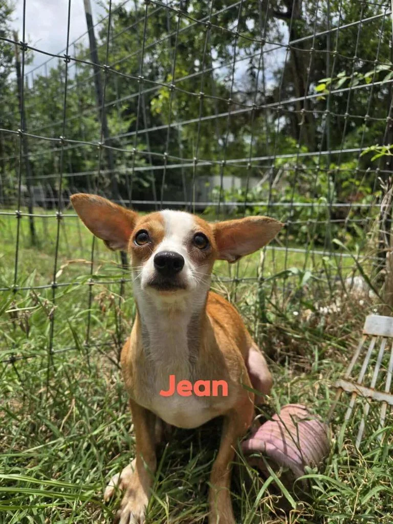 Jean