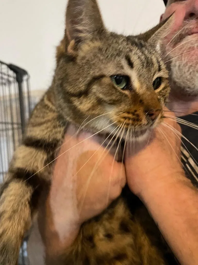 An adult large-sized male Domestic Short Hair cat named Calvin for adoption in Dalton, GA