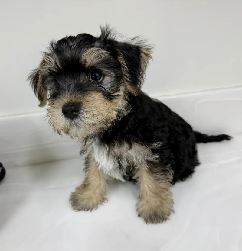 A baby small-sized male Black Yorkshire Terrier dog named Yogi for adoption in Los Alamitos, CA