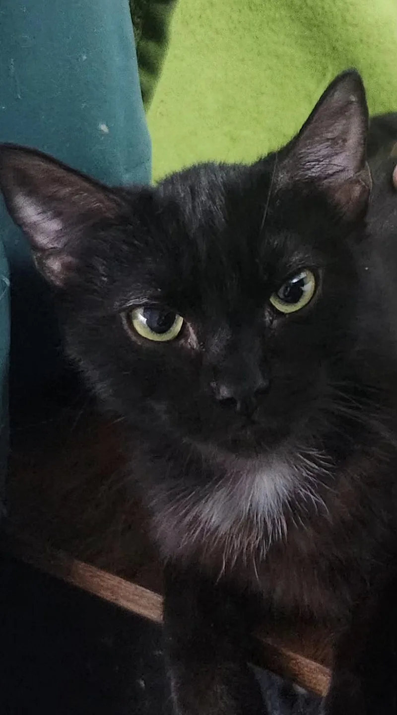 A young small-sized male Domestic Short Hair cat named Bane for adoption in Long Beach, CA