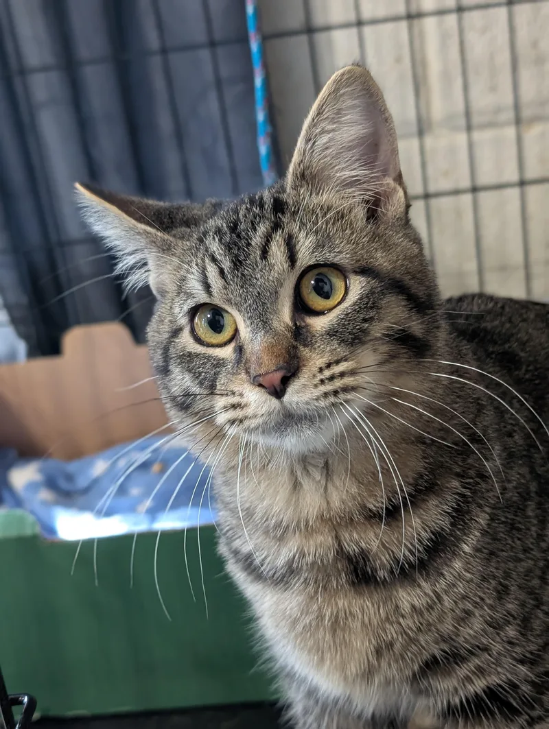 A young medium-sized male Tabby (Gray / Blue / Silver) Domestic Medium Hair cat named Chuckie for adoption in Tilton, IL