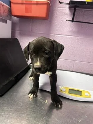 A baby small-sized female Black Mixed Breed dog named 61565209 for adoption in El Paso, TX