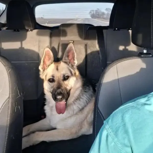 An adult large-sized female German Shepherd Dog dog named Valentina Courtesy Listing for adoption in Van Horne, IA