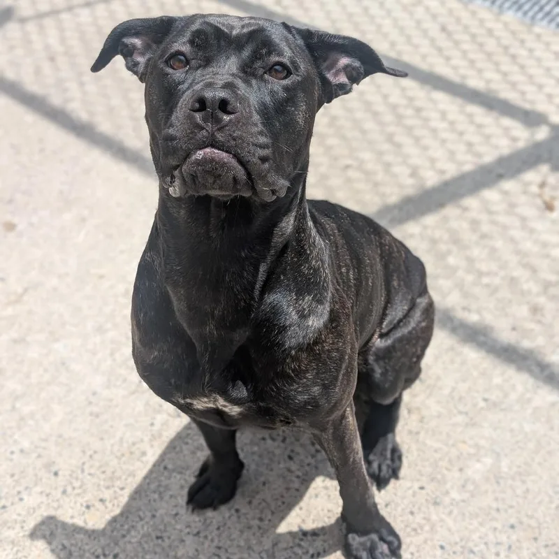An adult large-sized female Bullmastiff dog named Bellatrix L for adoption in Watertown, NY