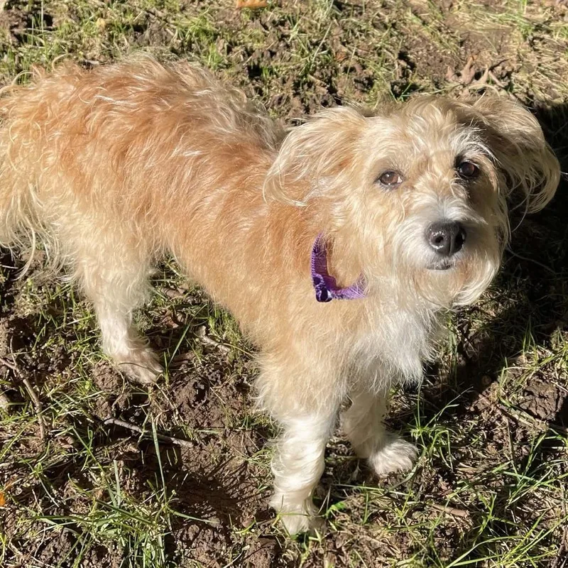 An adult small-sized female Apricot / Beige Terrier dog named Goldilocks for adoption in Olathe, KS