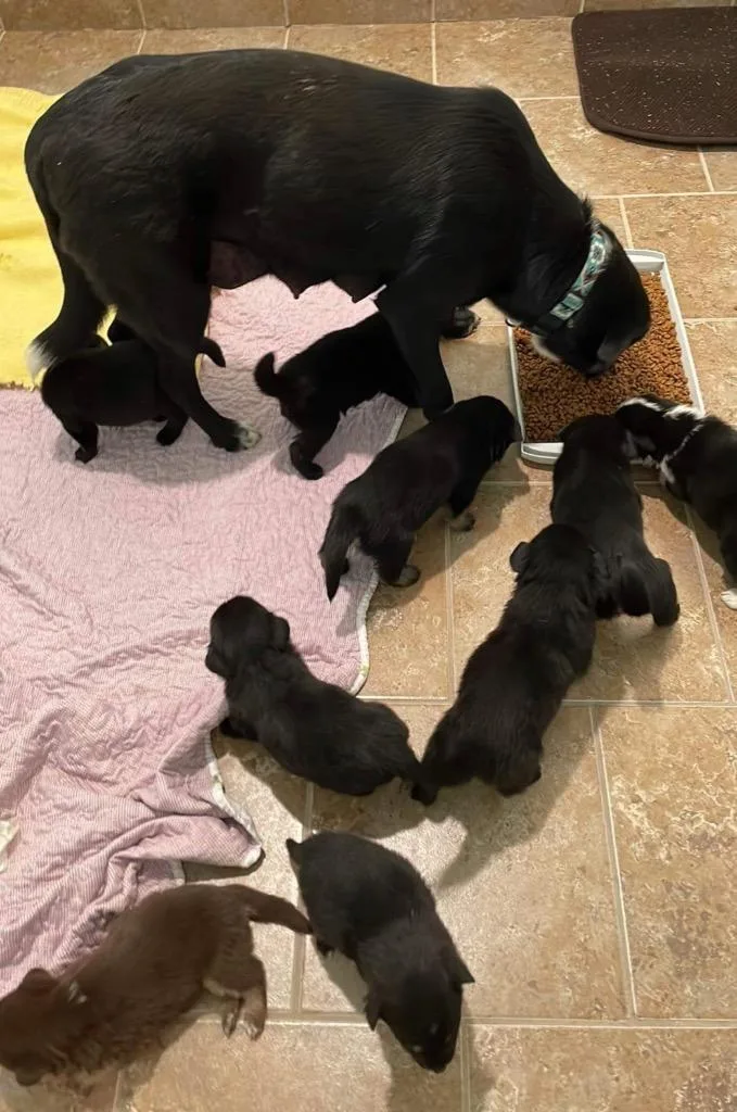 An adult medium-sized female Labrador Retriever dog named Miley for adoption in Ashland, WI