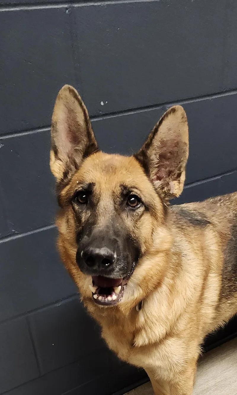 An adult large-sized female German Shepherd Dog dog named Tansy for adoption in Mansfield, OH