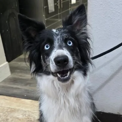 An adult medium-sized female Black Australian Shepherd dog named Roxie for adoption in Fort Collins, CO