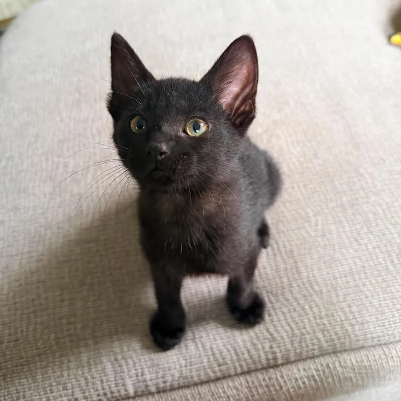 A baby small-sized male Black Domestic Short Hair cat named Flap for adoption in Plainfield, IL