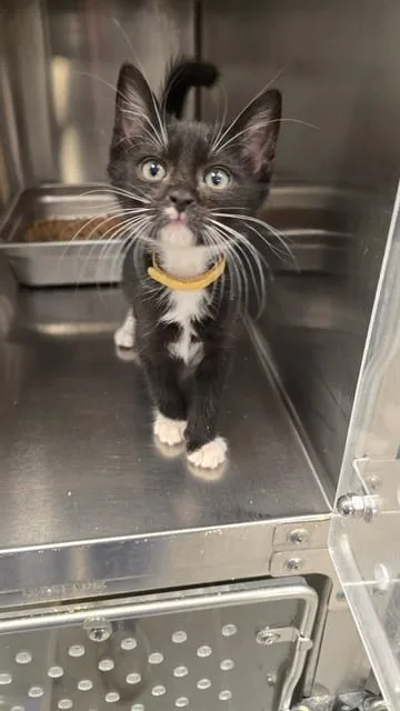A baby small-sized male Domestic Short Hair cat named Felix for adoption in Rancho Cucamonga, CA