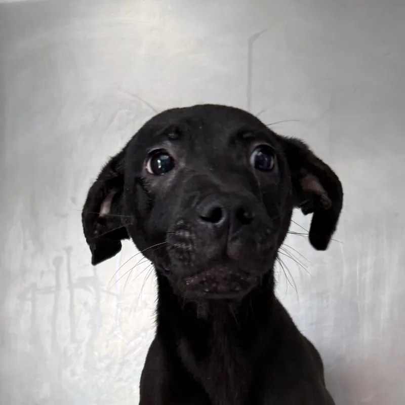 A young medium-sized male Black Labrador Retriever dog named Fitz for adoption in Jacksonville, AR