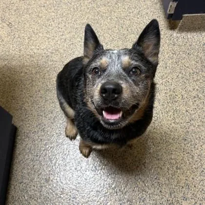 An adult medium-sized male Australian Cattle Dog / Blue Heeler dog named John for adoption in Merriam, KS