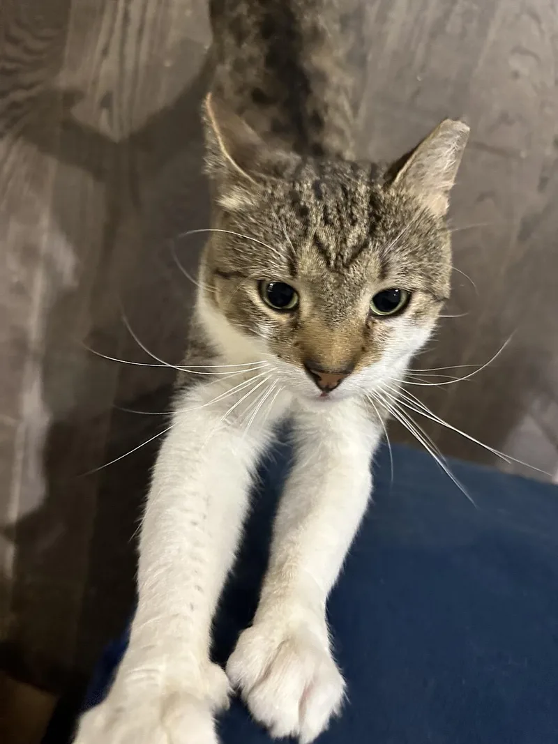 An adult medium-sized male Tabby (Brown / Chocolate) Domestic Short Hair cat named Ludlow Porch for adoption in Philadelphia, PA