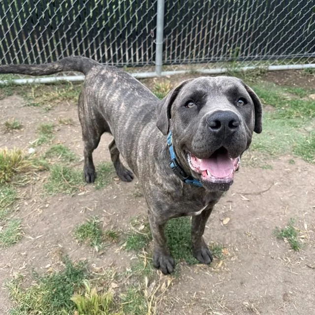 A young large-sized female Cane Corso dog named Luna for adoption in Camarillo, CA