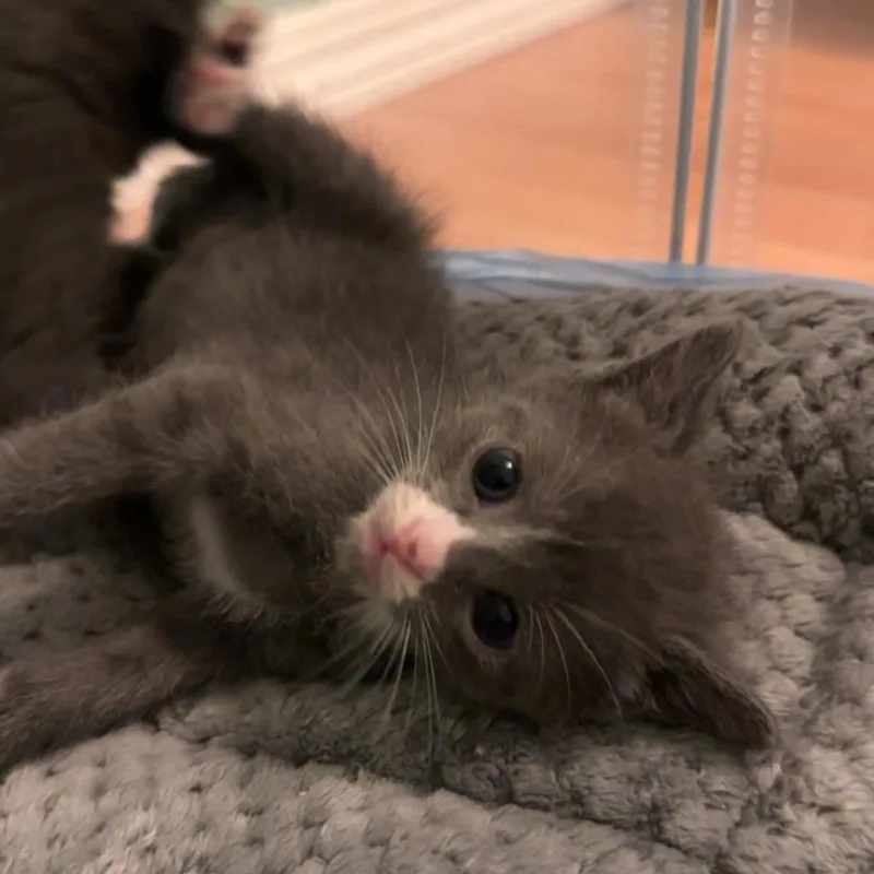 A baby small-sized male Gray / Blue / Silver Domestic Short Hair cat named Stanley for adoption in Jasper, IN