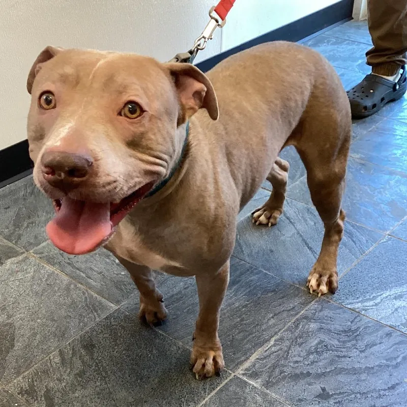 An adult large-sized male Terrier dog named Rocky for adoption in Tampa, FL