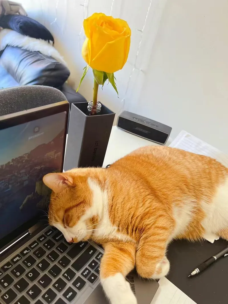 Guai Guai thumbnail 2