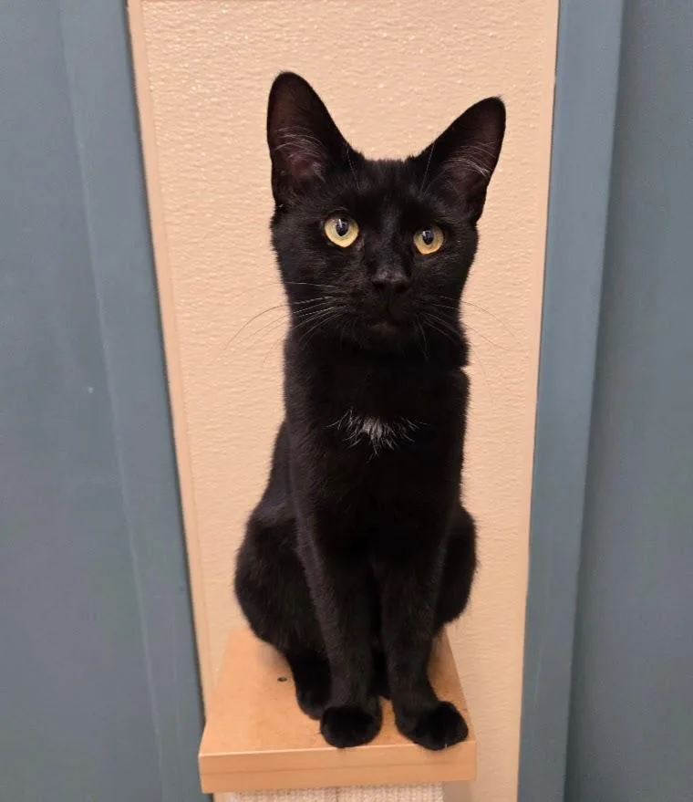 A young medium-sized female Black Domestic Short Hair cat named Artemis for adoption in New Rochelle, NY