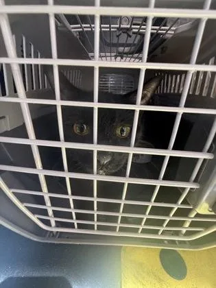 Glameow