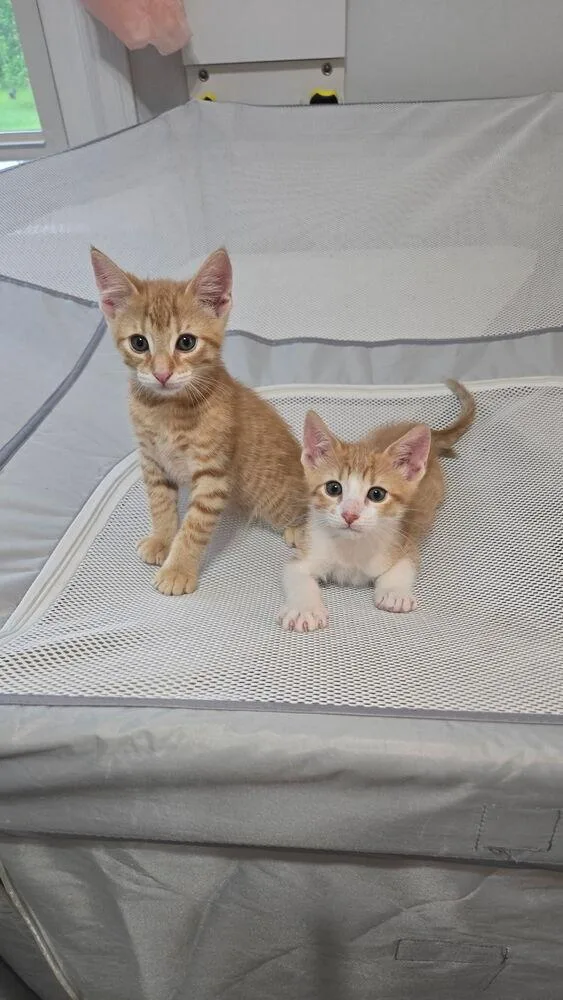 A baby small-sized male Orange & White Domestic Short Hair cat named Pippin for adoption in Telford, PA