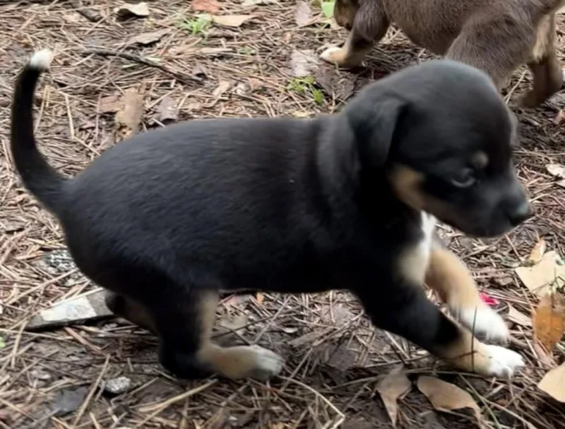 A baby small-sized male Mixed Breed dog named Raven for adoption in Monona, WI