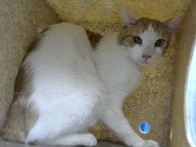 A young medium-sized male Domestic Short Hair cat named Samwise for adoption in Albuquerque, NM