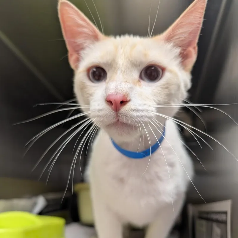 An adult large-sized male White Domestic Short Hair cat named Shark for adoption in Ardmore, OK