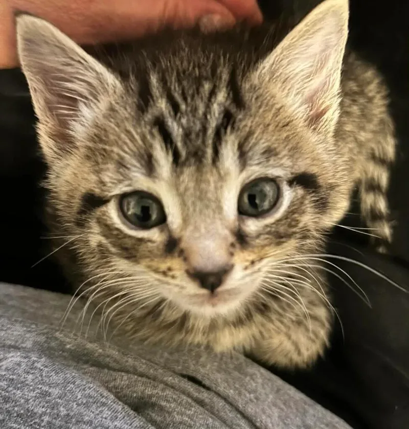 A baby medium-sized male Tabby (Buff / Tan / Fawn) Domestic Short Hair cat named Jeremy for adoption in Reynoldsburg, OH