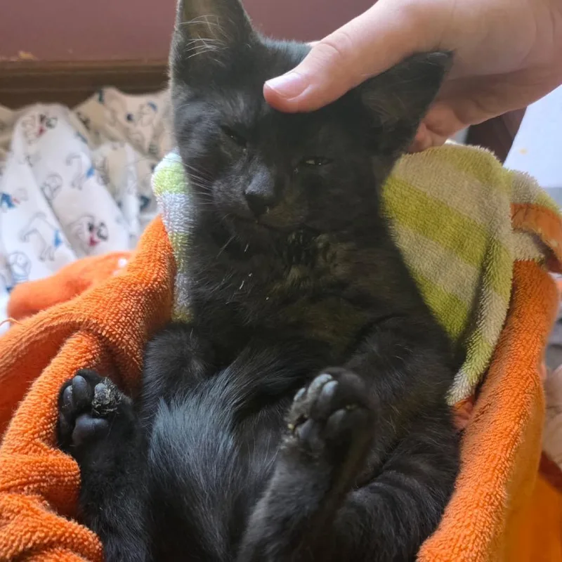A baby small-sized male Black Domestic Short Hair cat named Waxcillium for adoption in Wichita, KS