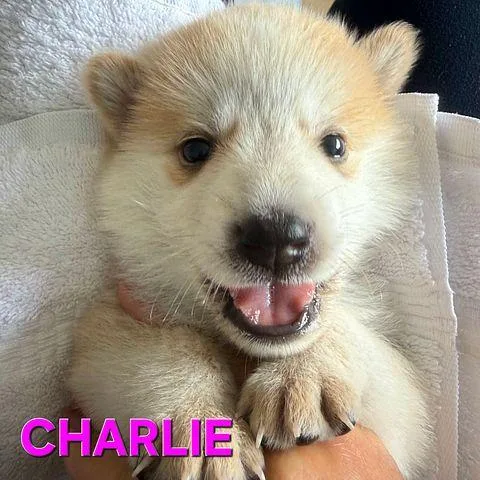 Charlie  Shepsky thumbnail 3
