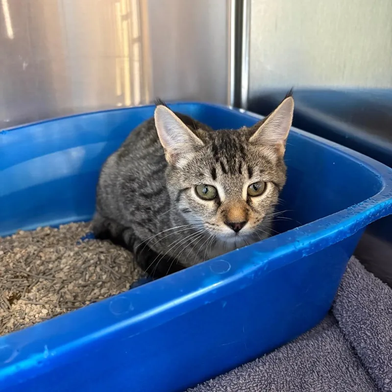 A baby small-sized male Domestic Short Hair cat named Hibachi for adoption in Spokane, WA
