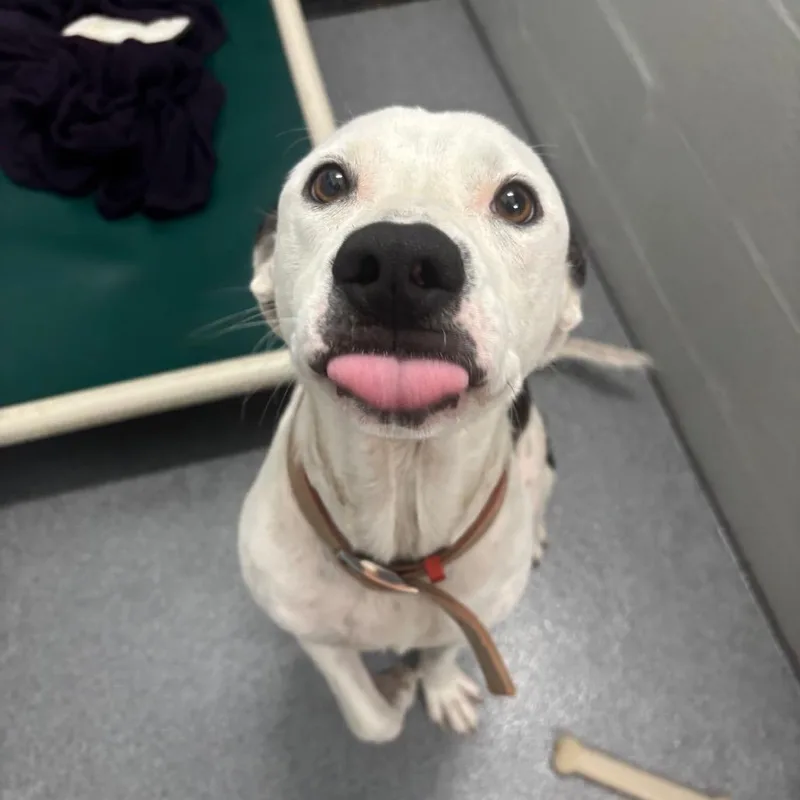 A baby small-sized male White / Cream Pit Bull Terrier dog named Hoss for adoption in Evansville, IN